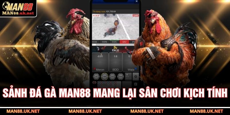 Sảnh đá gà MAN88 mang lại sân chơi kịch tính